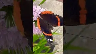 Cool Butterfly 🦋😎