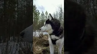 Husky Jack