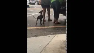Video of adoptable pet named Duncan