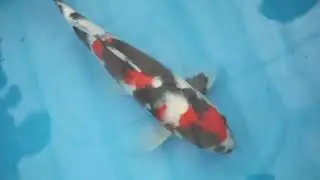 INC 38cm Female Nisai Showa 1-27-26