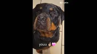 Eyes For You. #floridaliving #rottology #dog#rottweiler #rotties #rottweiler #doglover #mydog