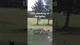 LGD Checking On the Ladies