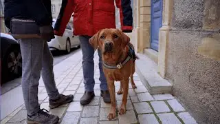 ✨ Remise d'un chien guide à Metz - Chiens Guides de l'Est 🦮
