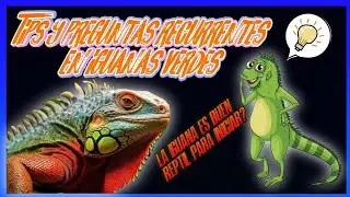 La Iguana Como Primer Reptil? TIPS Y CONSEJOS PARA CUIDAR UNA (IGUANA VERDE)