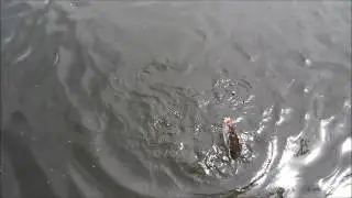 Daughter Caught Channel Catfish on Sonny's (Original)