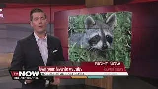 The Now Denver Raccoon