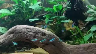 Neon tetra schooling in the planted community tankm