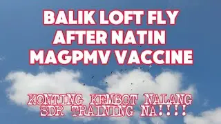 BALIK LOFT FLY AFTER NATIN MAGPMV VACCINE!!KONTING KEMBOT NALANG SDR TRAINING NA! #kalapati #pigeon