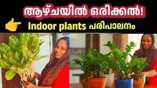ആഴ്ചയിൽ ഒരിക്കൽ മതി | ഇൻഡോർ പ്ലാന്റ് ഒരിക്കലും നശിക്കില്ല