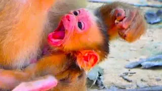 Wow New Born Baby Monkey Today Start Open Big Mouth On First Time