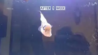 48 days update of flowerhron