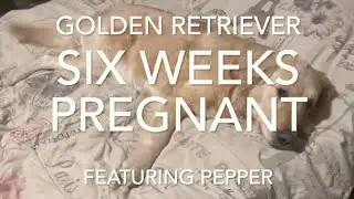 6 Weeks Pregnant Golden Retriever - Dog Pregnancy Week 6