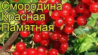 Смородина красная Памятная. Краткий обзор, описание характеристик ribes rubrum Krasnaya Pamyatnaya
