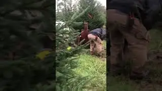Giorgio is working on digging a big Norway spruce tree call him for trees at 215 651 8329