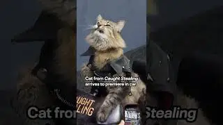 Cat from 