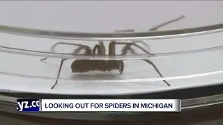 Looking out for spiders in Michigan