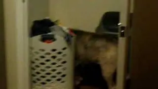 Rascal eating food out of the bag