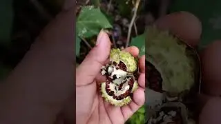 Hindari Buah Kecubung!