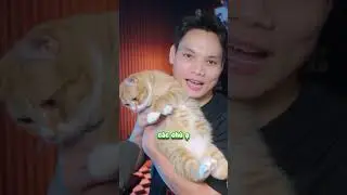 Trần B&eacute;o c&oacute; g&igrave; hơn t&ocirc;I? #sangtraan #chickengang #shorts