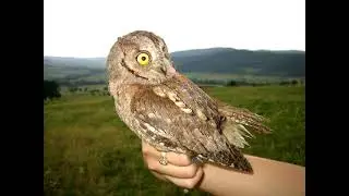 Otus scops