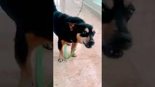 Perrito Bravo