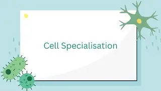 Specialised Cells