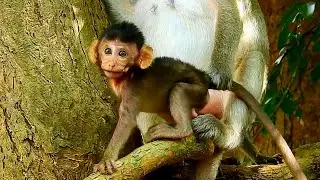 Adorable Baby Monkey Patricia Is So Smart, Baby Monkey Is Very Fun