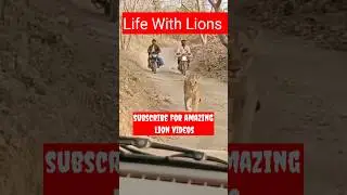 Life with Lions//gir forest,Gujarat #lions #girlion #sasangir #animals