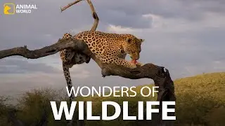 5 Minute Wildlife Documentary: A Breathtaking Journey Through Earth's Diverse Wildlife