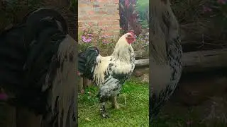 Cenizo the beauty #chickenshorts #backyardanimals #colombia #nature #chickenlife #brahma #rooster