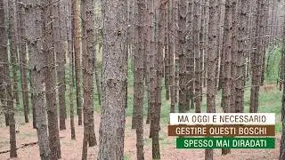 Rimboschimenti di pino nero: dal passato al futuro