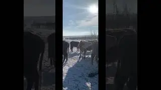 Кайфанул так кайфанул #farming #village #bull #shorts