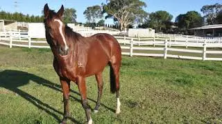 Eroteme   Holy Roman Emperor X  AUGUSTAGRAND USA
