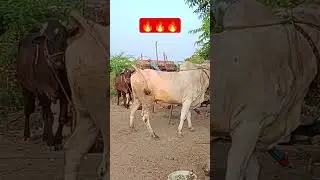 Ongole Bull #cow #bull #shorts #shortvideo #subscribe
