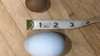 Cracking The World&rsquo;s Smallest Chicken Egg - No Yolk!