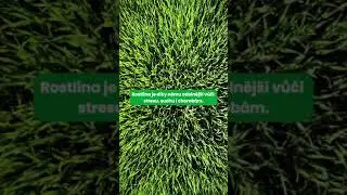 Obilniny a vliv křem&iacute;ku! S n&aacute;mi se vzděl&aacute;v&aacute;te!