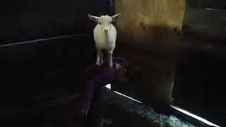 Acrobat Goat