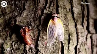 WEB EXTRA: Timelapse Video Shows Cicada Shedding Exoskeleton