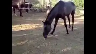 Horse Eats Chicken