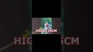world smallest monkey // #SN Fact //SN Kuswaha