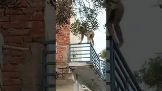 #monkey  #money #animals #reels #viral #shorts