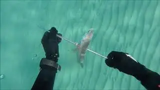 Chasse sous marine GROS MULET + Epic fail sur 2 gros sars