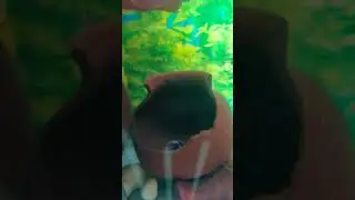 added shrimp in parrot fish tank#short#ytshorts #shortsfeed#fish #aquarium #parrotfish