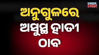 Anugul Wild Elephant Rescue | Injured Female Elephant in Bantal Forest
