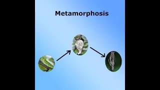 Complete and Incomplete Metamorphosis - Kidz Learn Applications&trade;