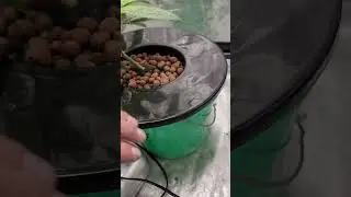 DWC trial. Featuring Sticky Glue, Orange Creamscicle, Royal Ting and Deluxe Sugar Cane