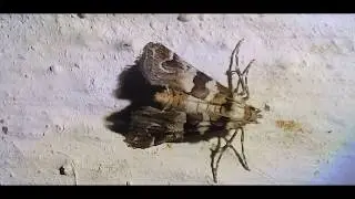 Hypotia corticalis Sithonia Greece by Theo fotiadis