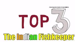 Top 3 Fish For Beginners | The Indian Fishkeeper