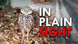The Animals You Didn’t Know Were Living All Around You