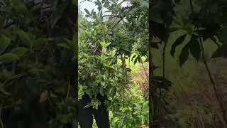 Aniseed cultivation and export